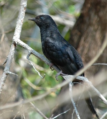 Black Cuckoo