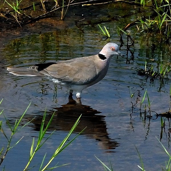 1. Ruaha  9-09