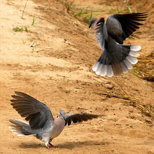 1. Displaying  Tarangire  4-10