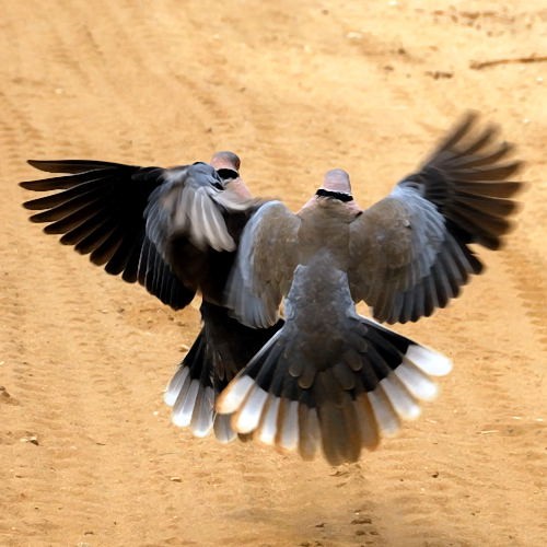 10. Displaying  Tarangire  4-10