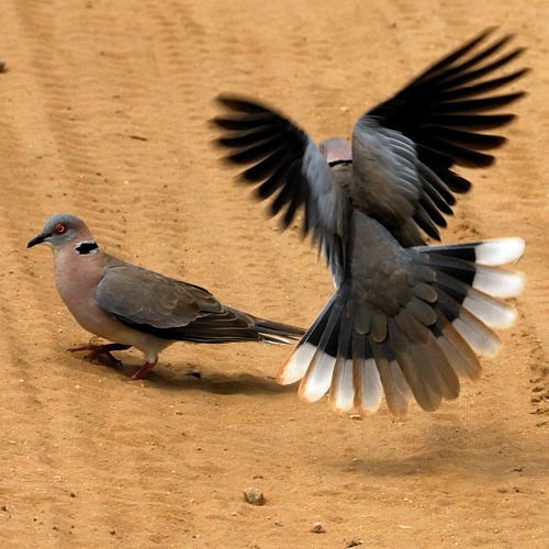 11. Displaying  Tarangire  4-10