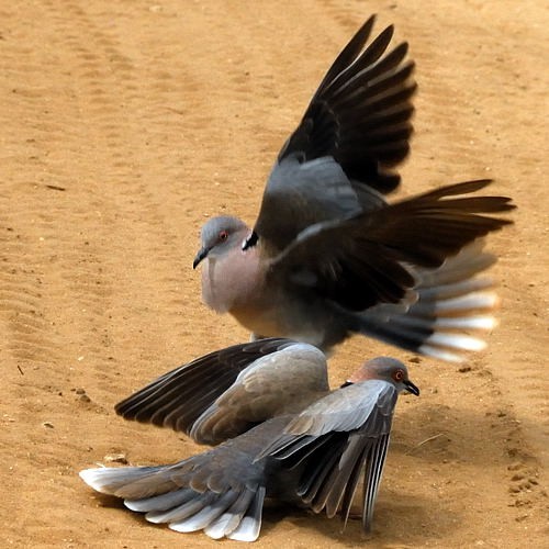 12. Displaying  Tarangire  4-10