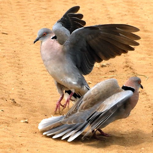 13. Displaying  Tarangire  4-10