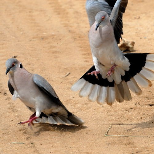 15. Displaying  Tarangire  4-10