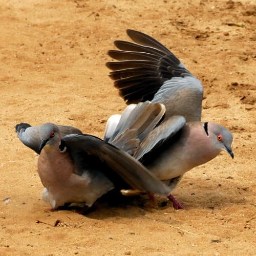 2. Displaying  Tarangire  4-10