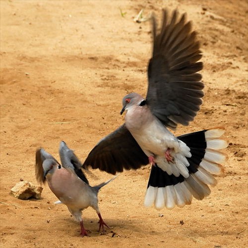 3. Displaying  Tarangire  4-10