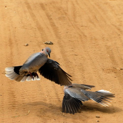 4. Displaying  Tarangire  4-10