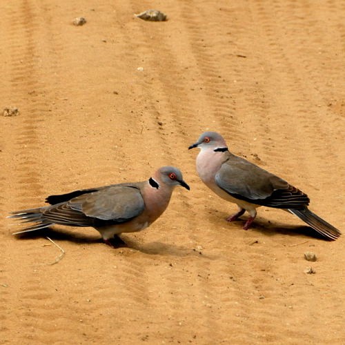 5. Displaying  Tarangire  4-10