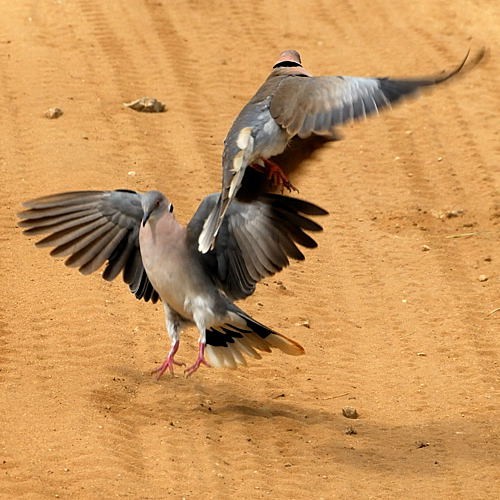 6. Displaying  Tarangire  4-10