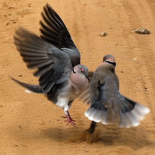 7. Displaying  Tarangire  4-10