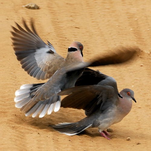 9. Displaying  Tarangire  4-10