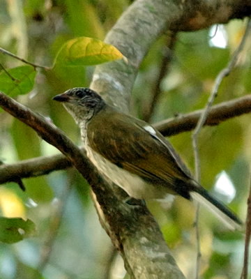 Scaly-throated Honeyguide