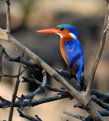 Index of /African_birds/Kingfisher_malachite