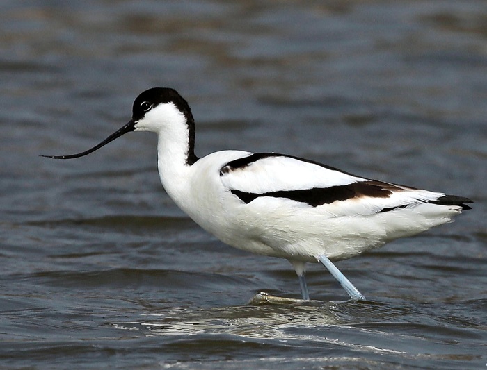 Pied Avocet