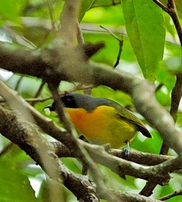 Black-fronted Bush-shrike