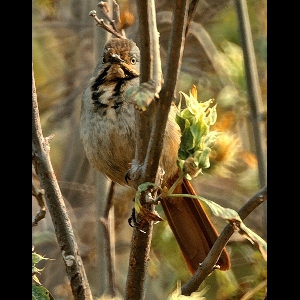 1. Ruaha NP