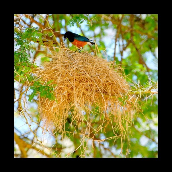 11. Ngorongoro Crater  10-10