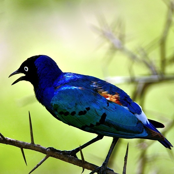 13. Ngorongoro  Trude Peterson  8-18