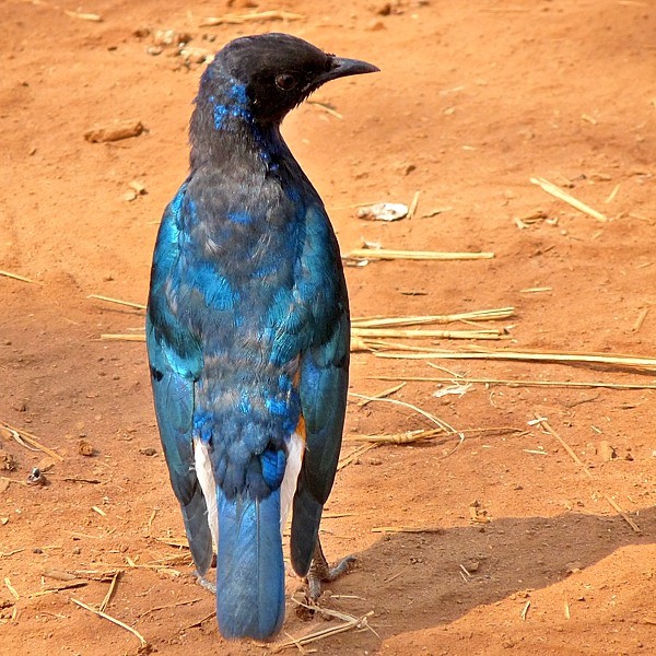 14.  Juvenile  Tarangire  Alex Supady  7-10