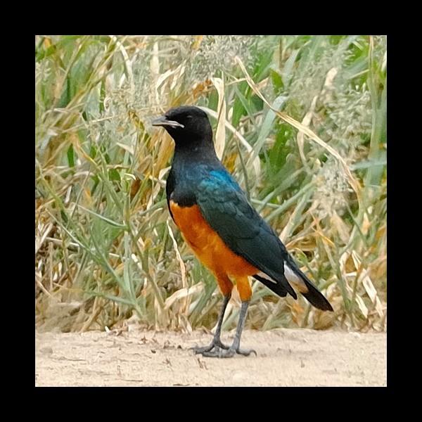 15.  Immature  Tarangire  5-10
