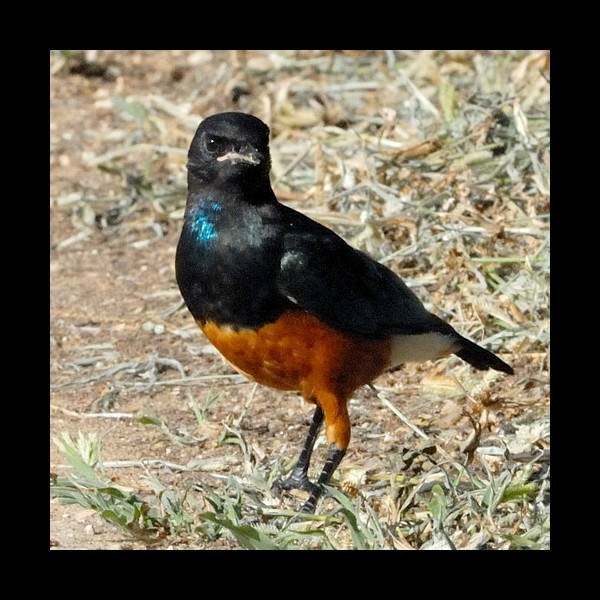 2.  Immature  Tarangire  3-10