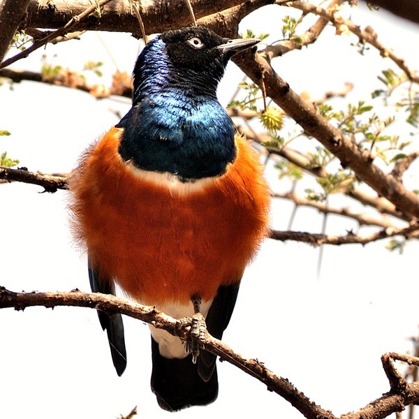 25. Lake Manyara  7-04