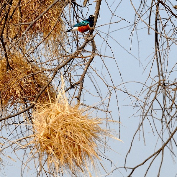 7. feeding young  Tarangire  9-08