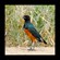 15.  Immature  Tarangire  5-10