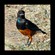 2.  Immature  Tarangire  3-10