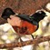 3.  Immature  Lake Manyara  10-08