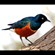 5.  Lake Manyara  7-04
