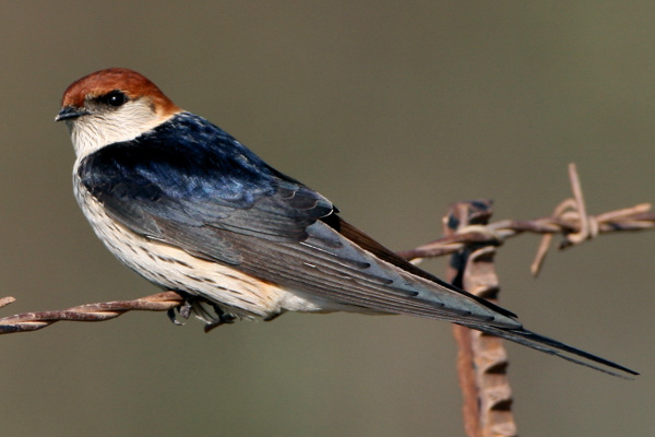 Greater Striped Swallow