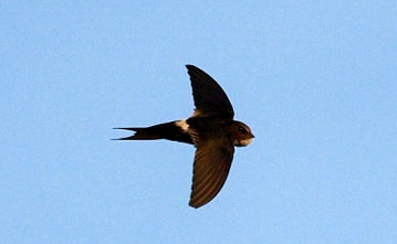 White-rumped Swift