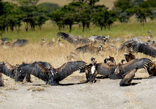 3. Serengeti 6-06