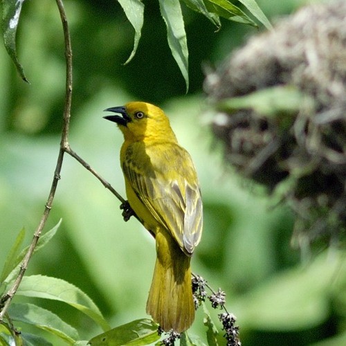 10. Ngorongoro Crater  1-12